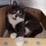 Pet benefits for your Children3